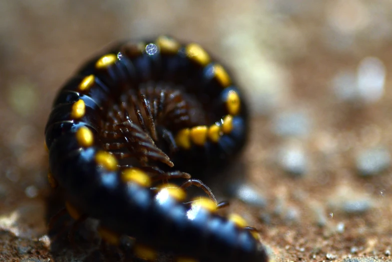 closeup of a striped insect laying on its back