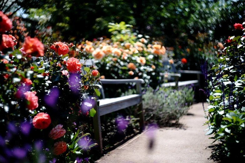 benches near many different types of flower in the park