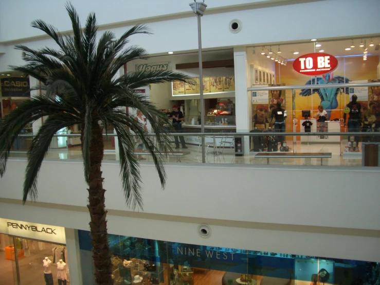 a palm tree is in front of store window