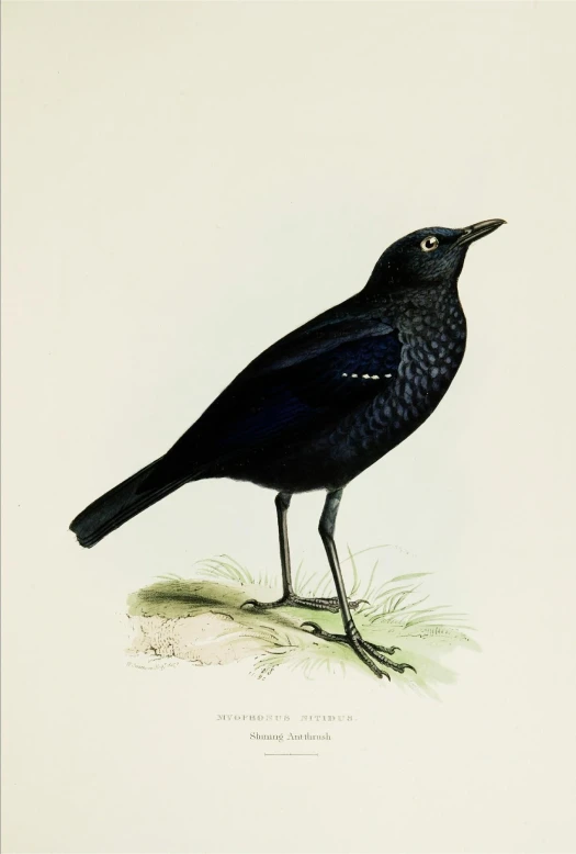 a black bird standing on top of grass next to a white wall