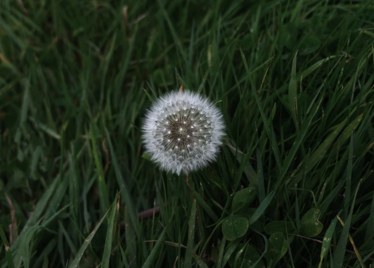 a dandelion seed is in the middle of green grass