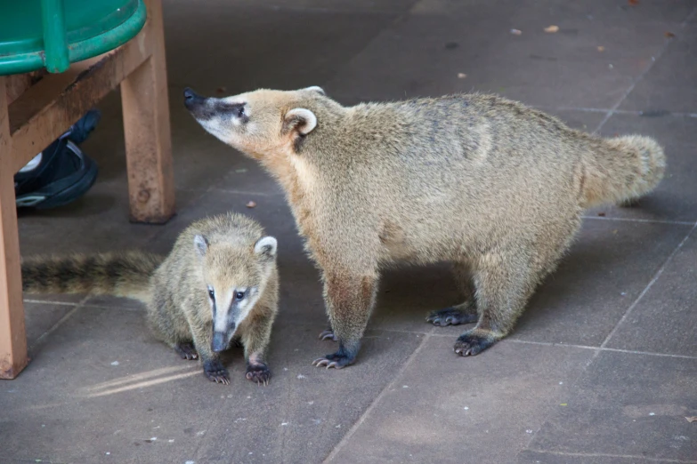 two meerkats stand by an outdoor table and chair