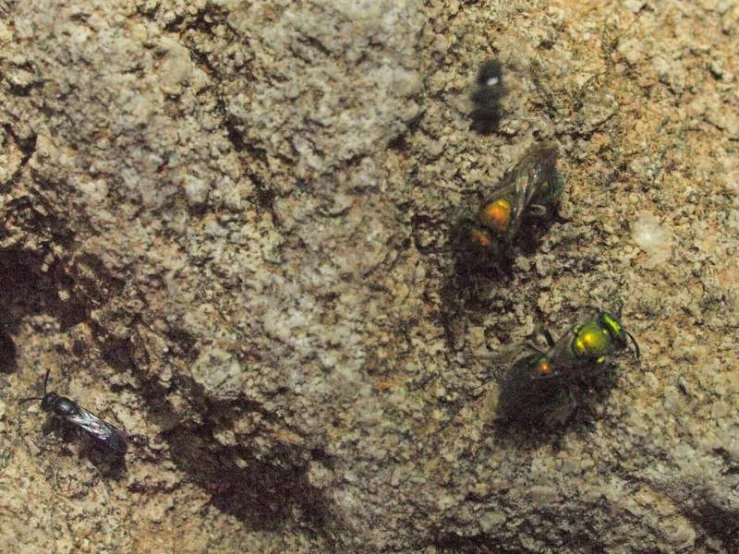 a group of flies sitting on top of rocks