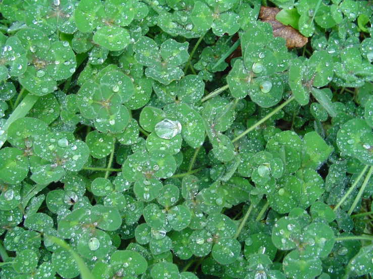 water droplets form on plants that are green and have leaves that appear to be falling