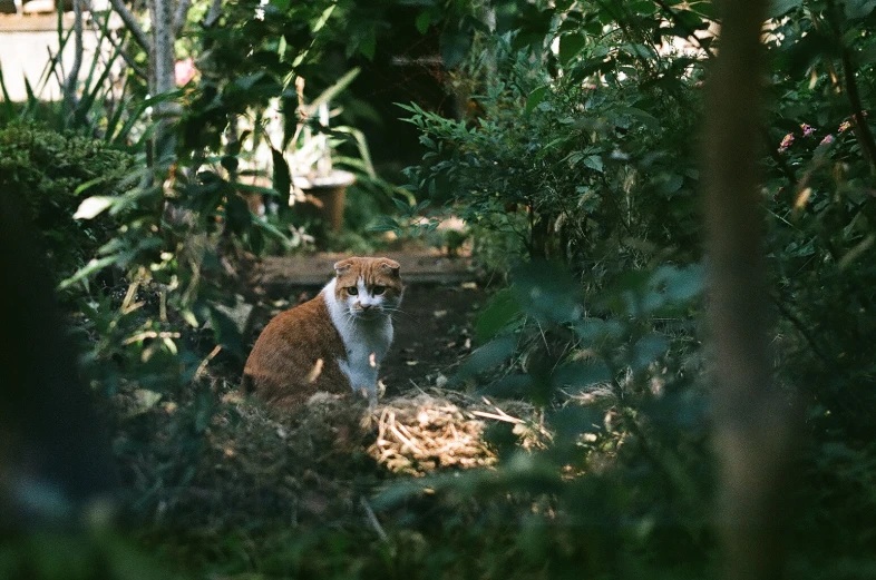 an orange and white cat sitting in some bushes