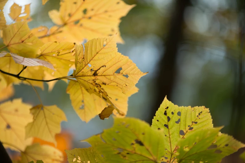 autumn leaves turn yellow as they sit on the nches