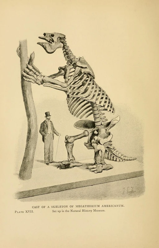 an illustration shows a skeleton walking in front of an adult dinosaur