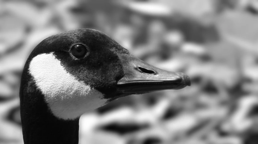 the head and face of a duck in black and white