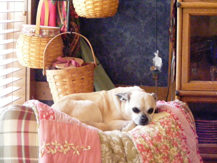 a white dog laying in a couch inside of a house