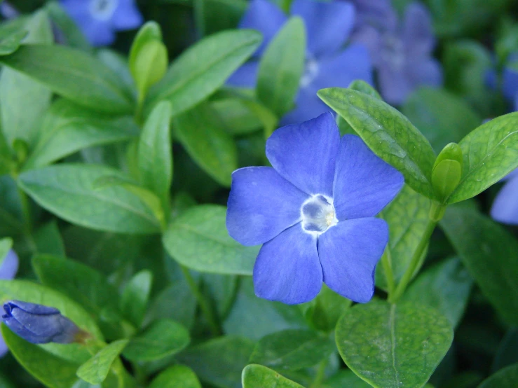 a blue flower surrounded by green leaves