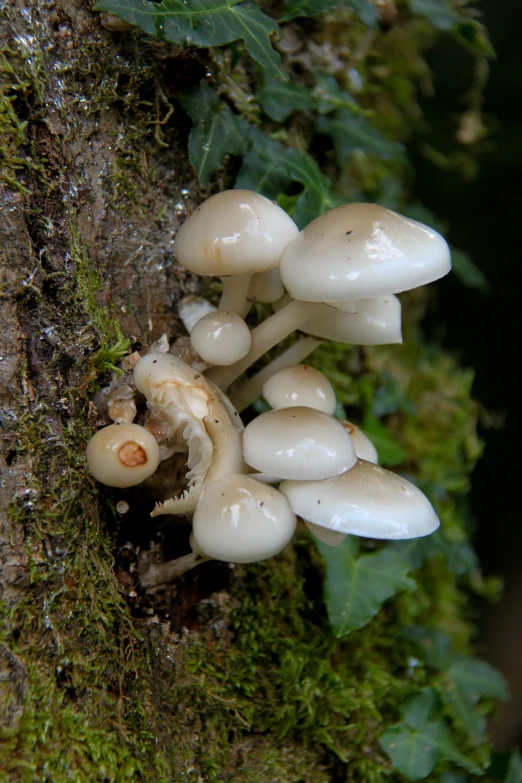 white mushrooms are growing out of the moss