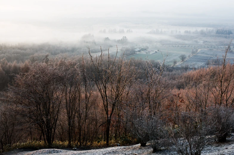 a foggy day on the top of a hill