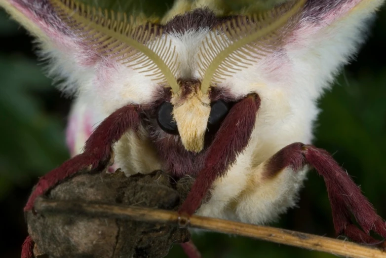 an insect that is sitting on top of a nch