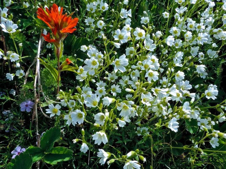 a white and red flower stands out against other white flowers