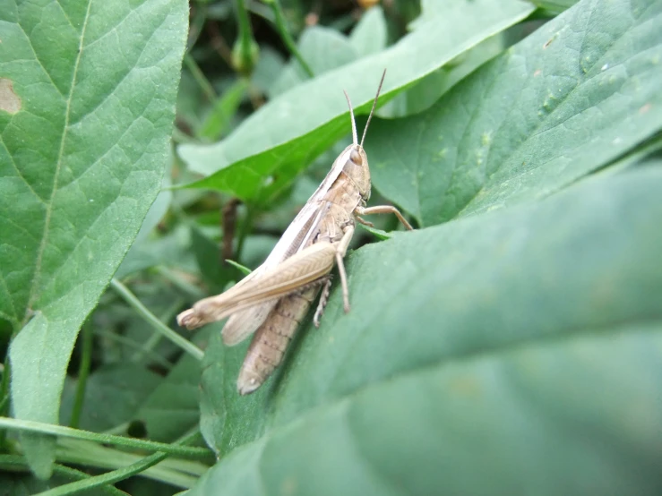 there is a small grasshopper sitting on the leaf