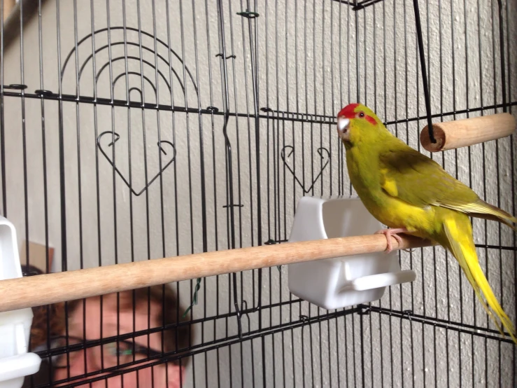 a yellow bird sitting on top of a piece of wood