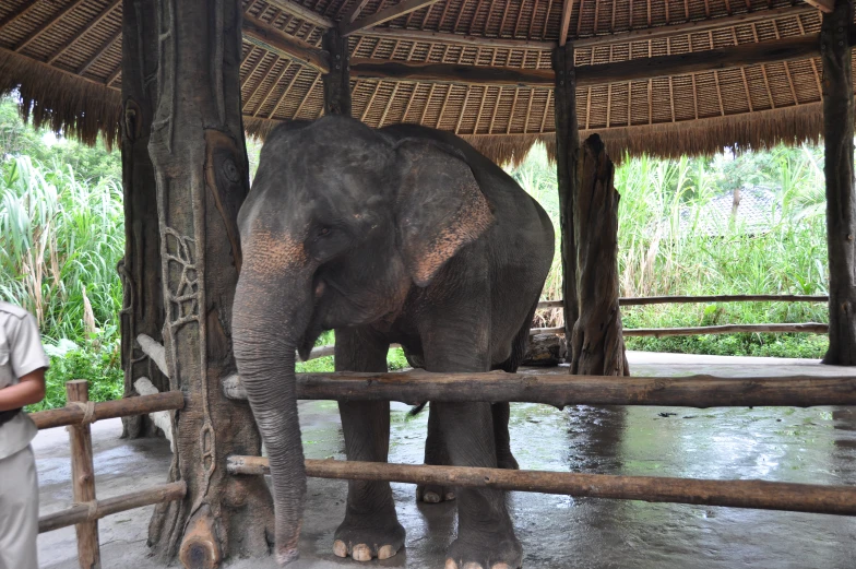 an elephant is standing next to a fence