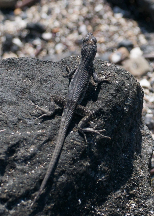 an image of lizard on a rock in the wild