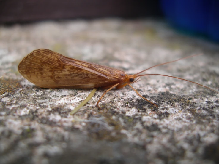 a close up of a longhorn bug on the floor