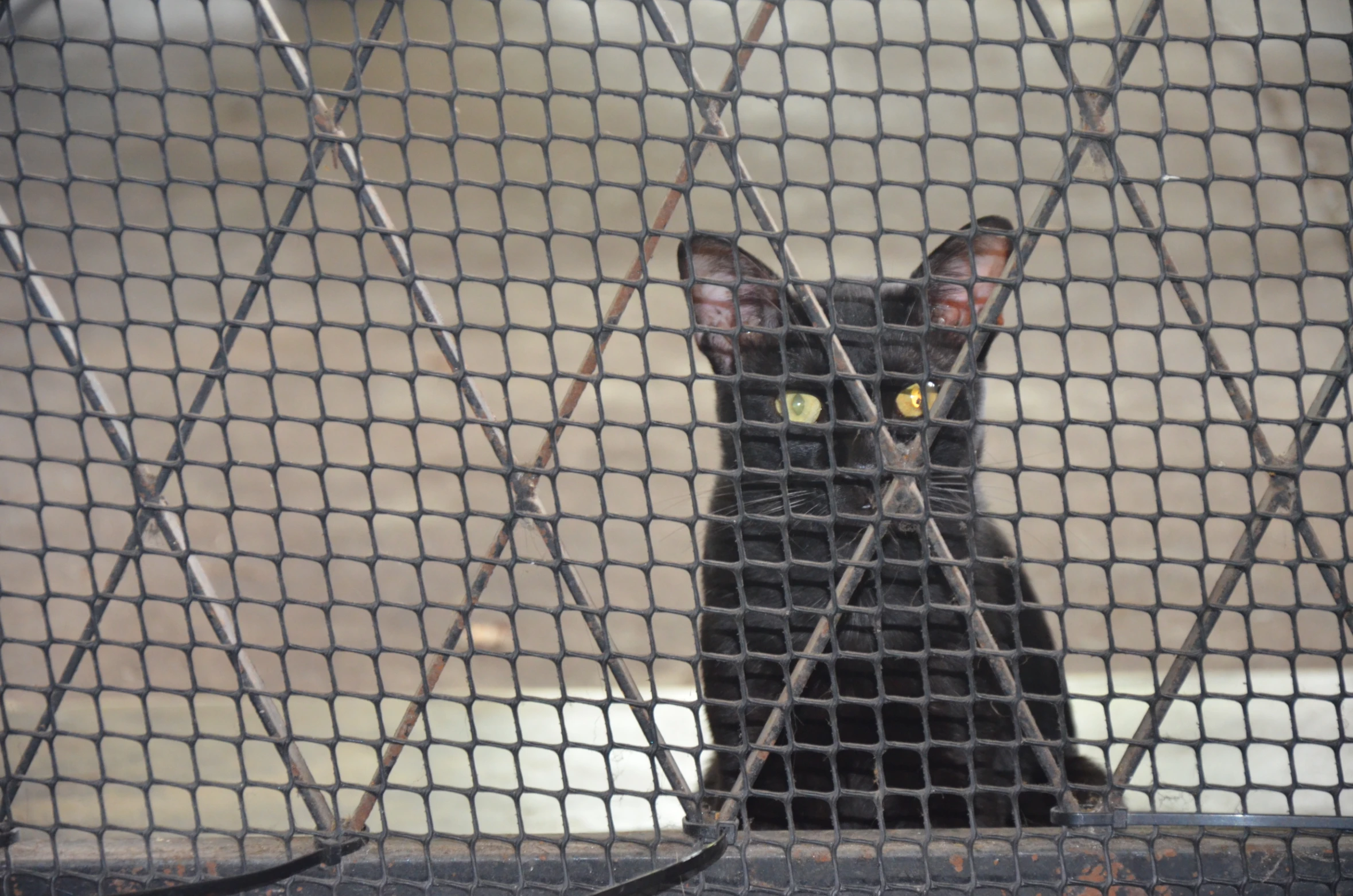 a cat behind a wire fence looking at soing