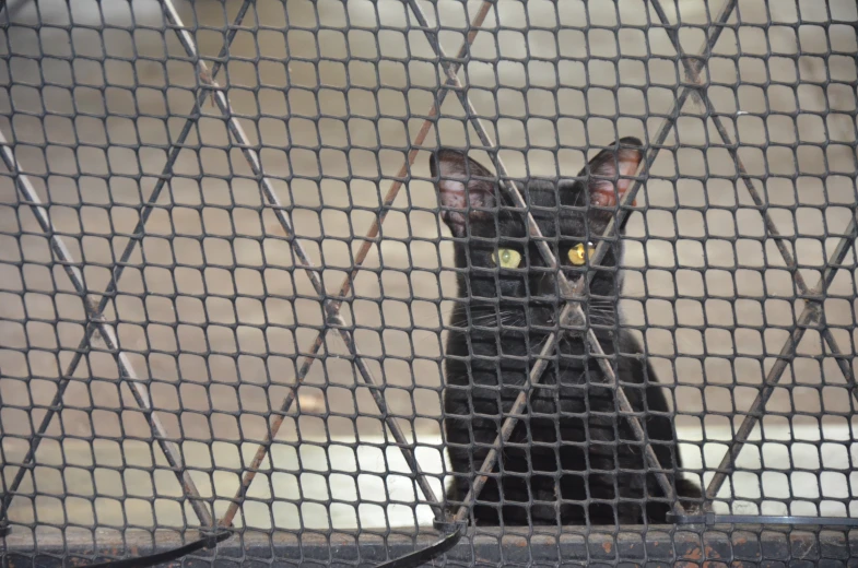 a cat behind a wire fence looking at soing