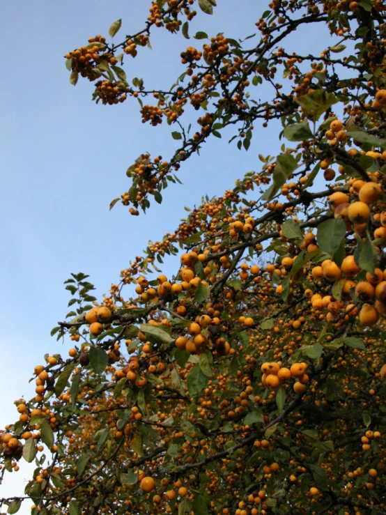 an orange tree with leaves and lots of fruit hanging from it