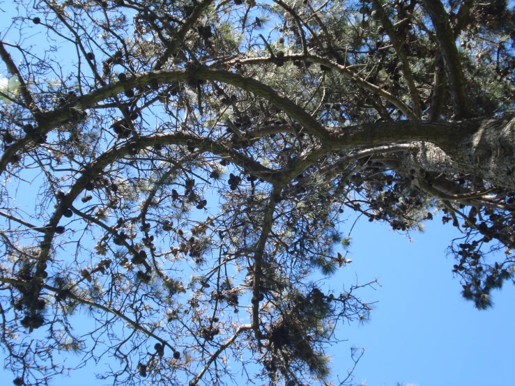 view from under of a tree, leaves and sky