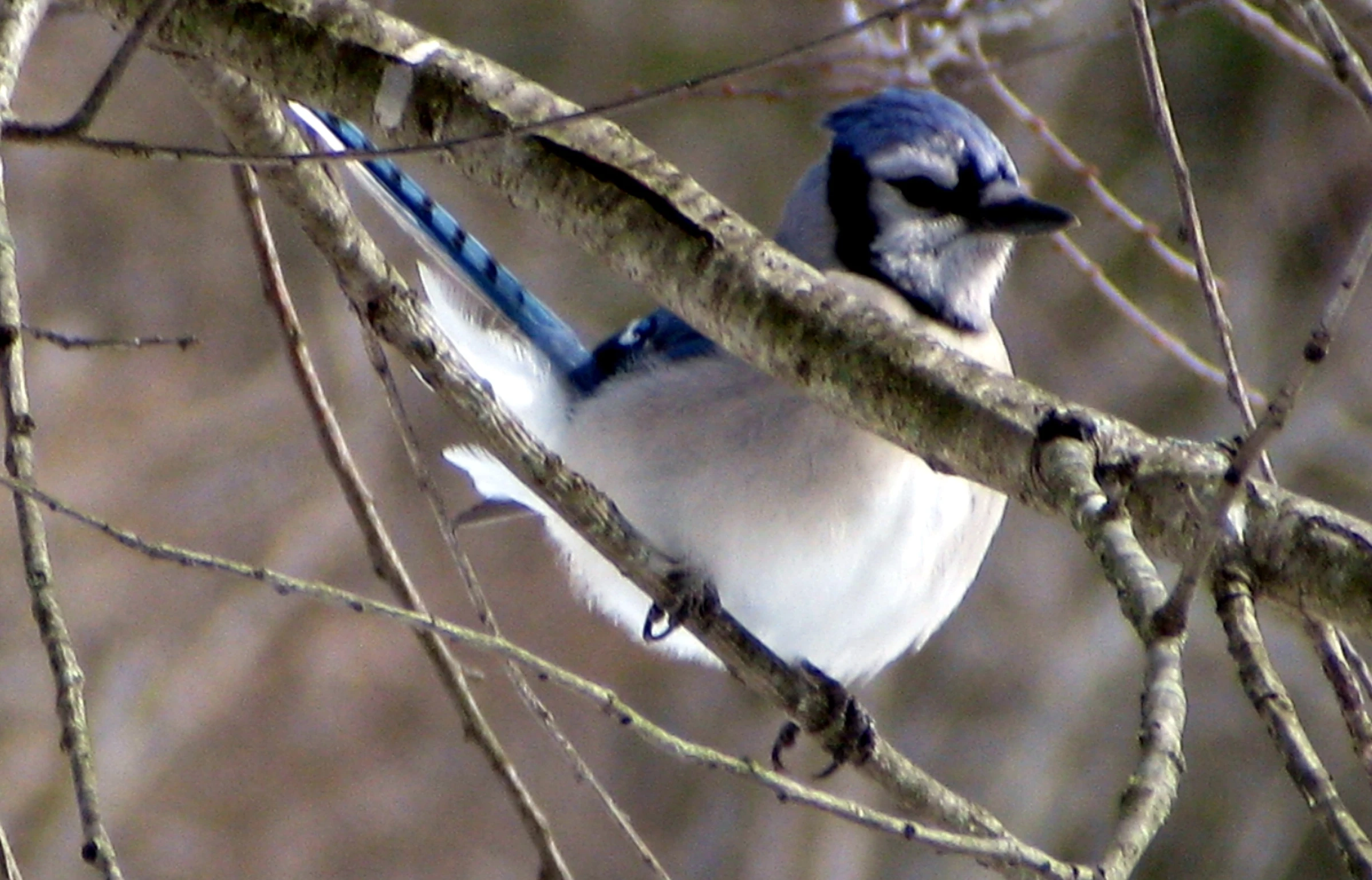 a small bird sits on a tree nch