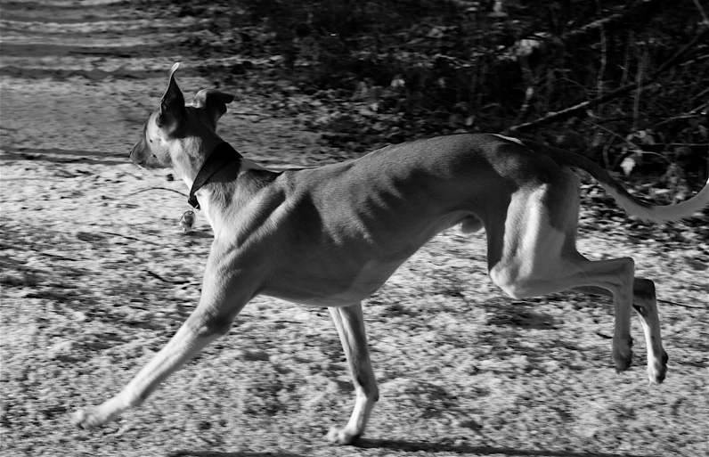 a dog in black and white has his legs in the air