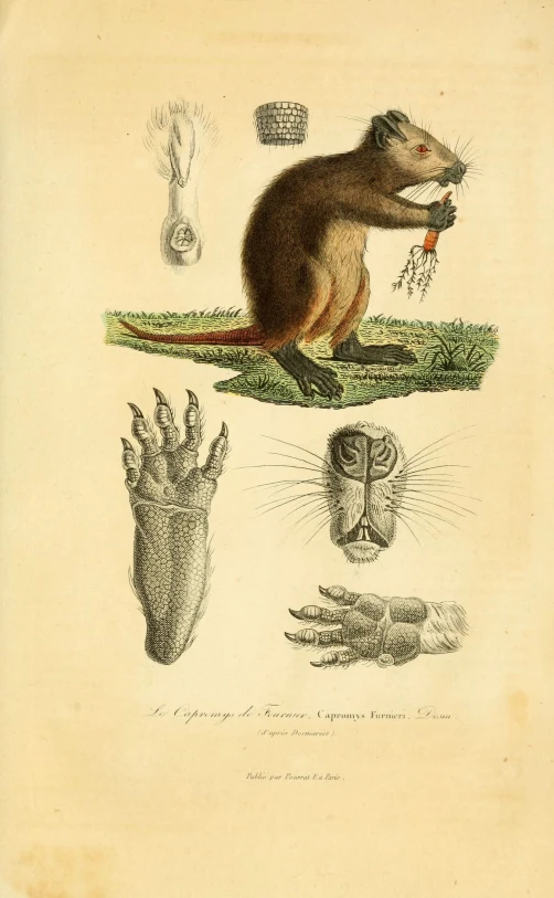 illustration of an antelope and other animals with their heads