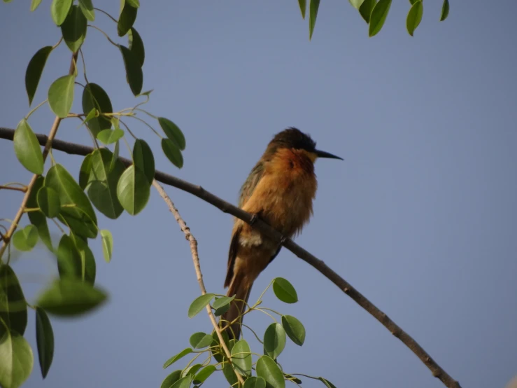 a bird is sitting on the nch of a tree