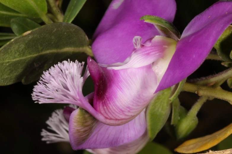 this is a picture of a flower that appears to be in bloom