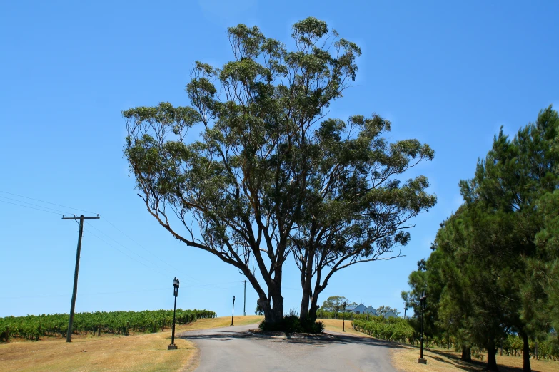 the road is surrounded by trees with blue skies