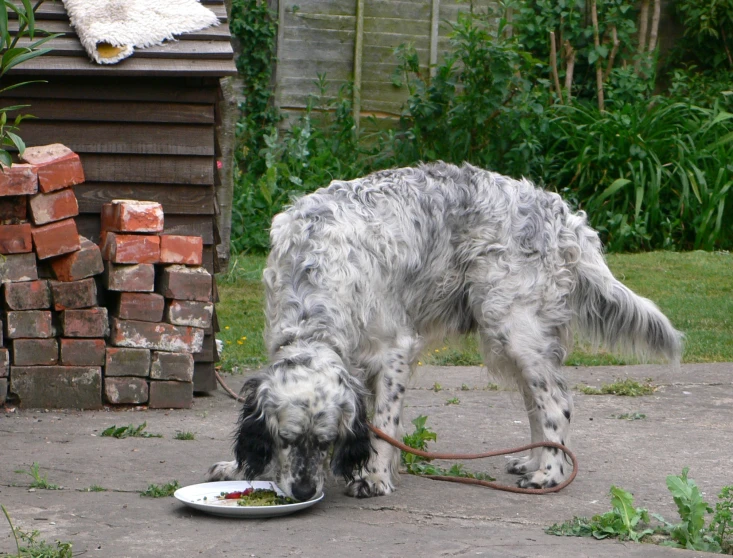 a dog with a leash and food on a plate