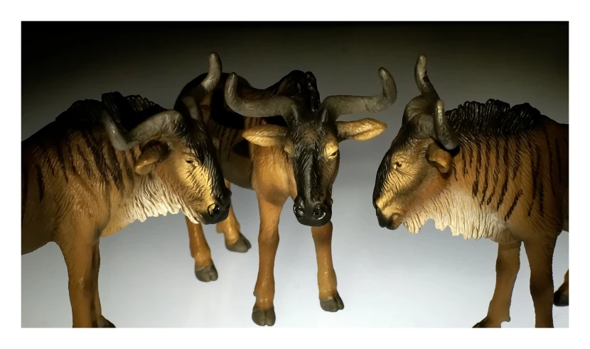 three oxen are displayed on a white wall