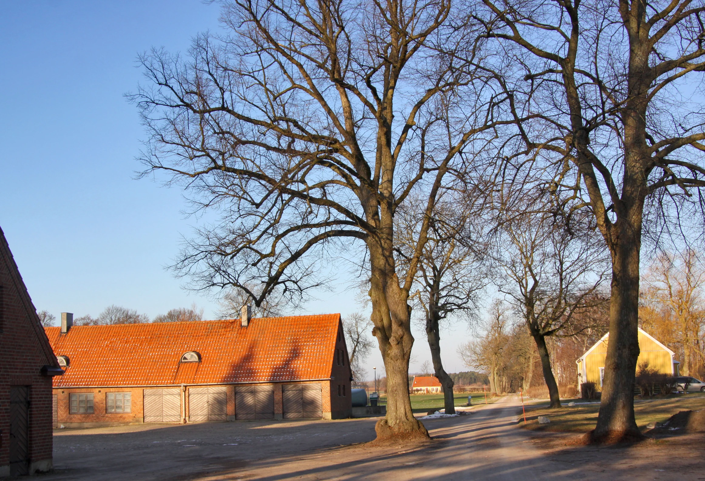 two large trees and some houses in the background