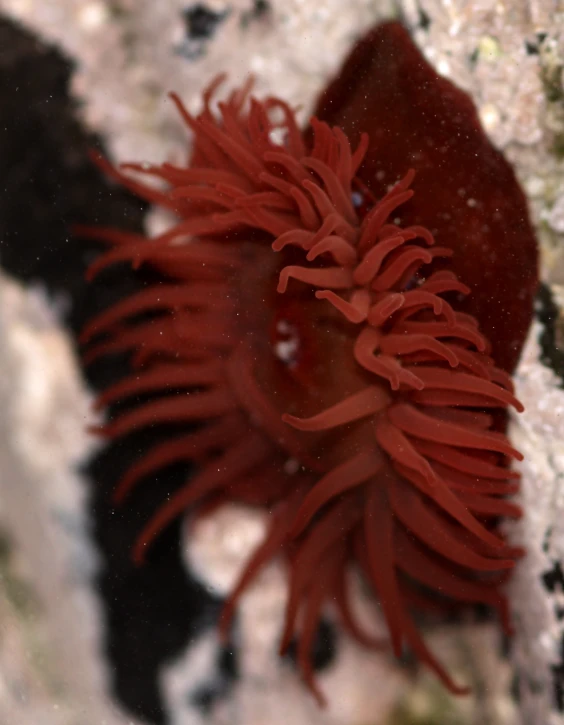 a red sea sponge floating in water on rocks