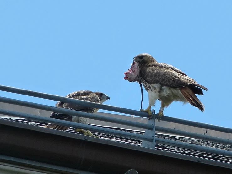 two birds sitting on a metal fence next to each other