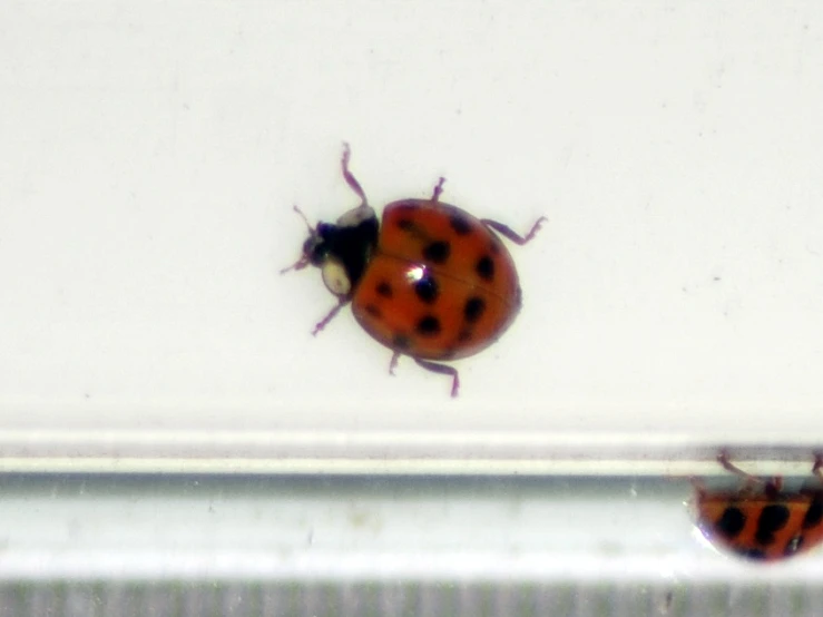 a couple of lady bugs laying on top of a white surface