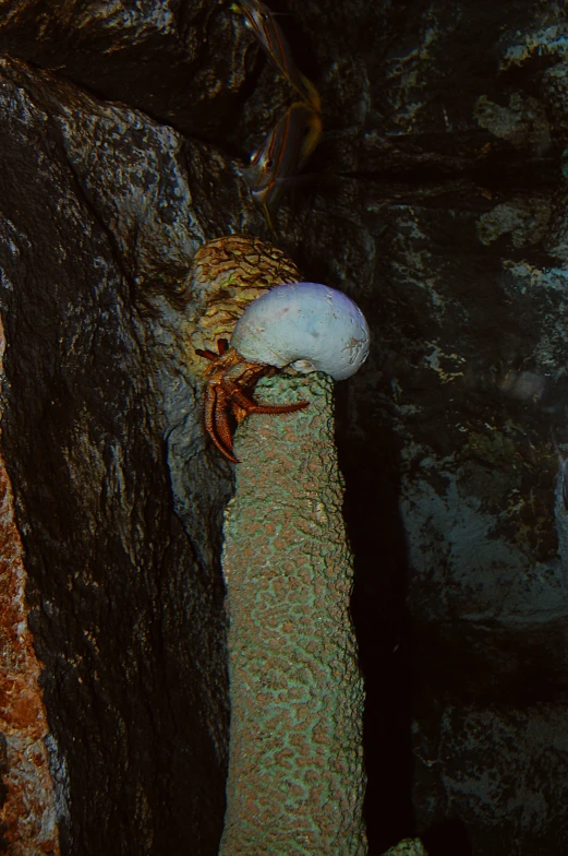 spider crawls through a rock, possibly an egg pod