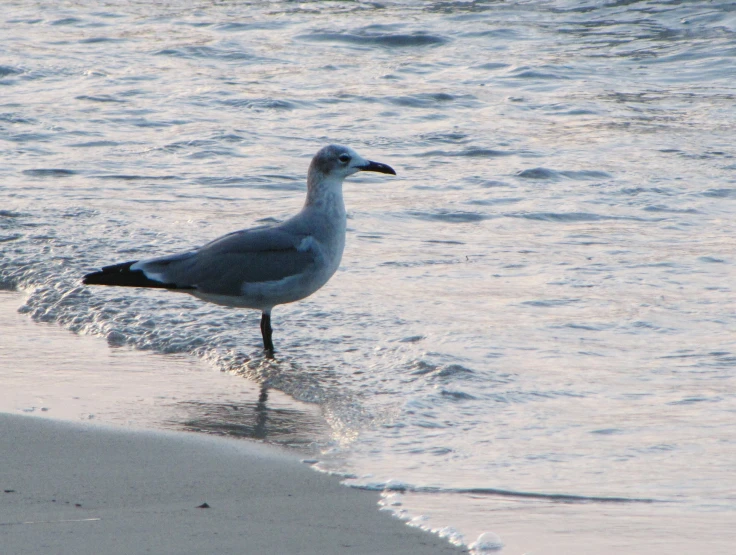 the bird is standing on the sand at the beach