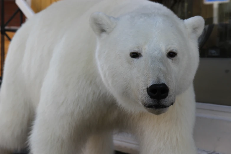 the polar bear is outside by the window