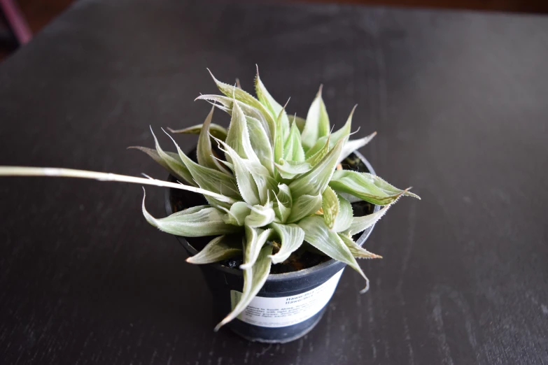 a small green plant sitting on top of a wooden table