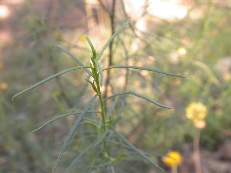 a close up image of a plant with many leaves