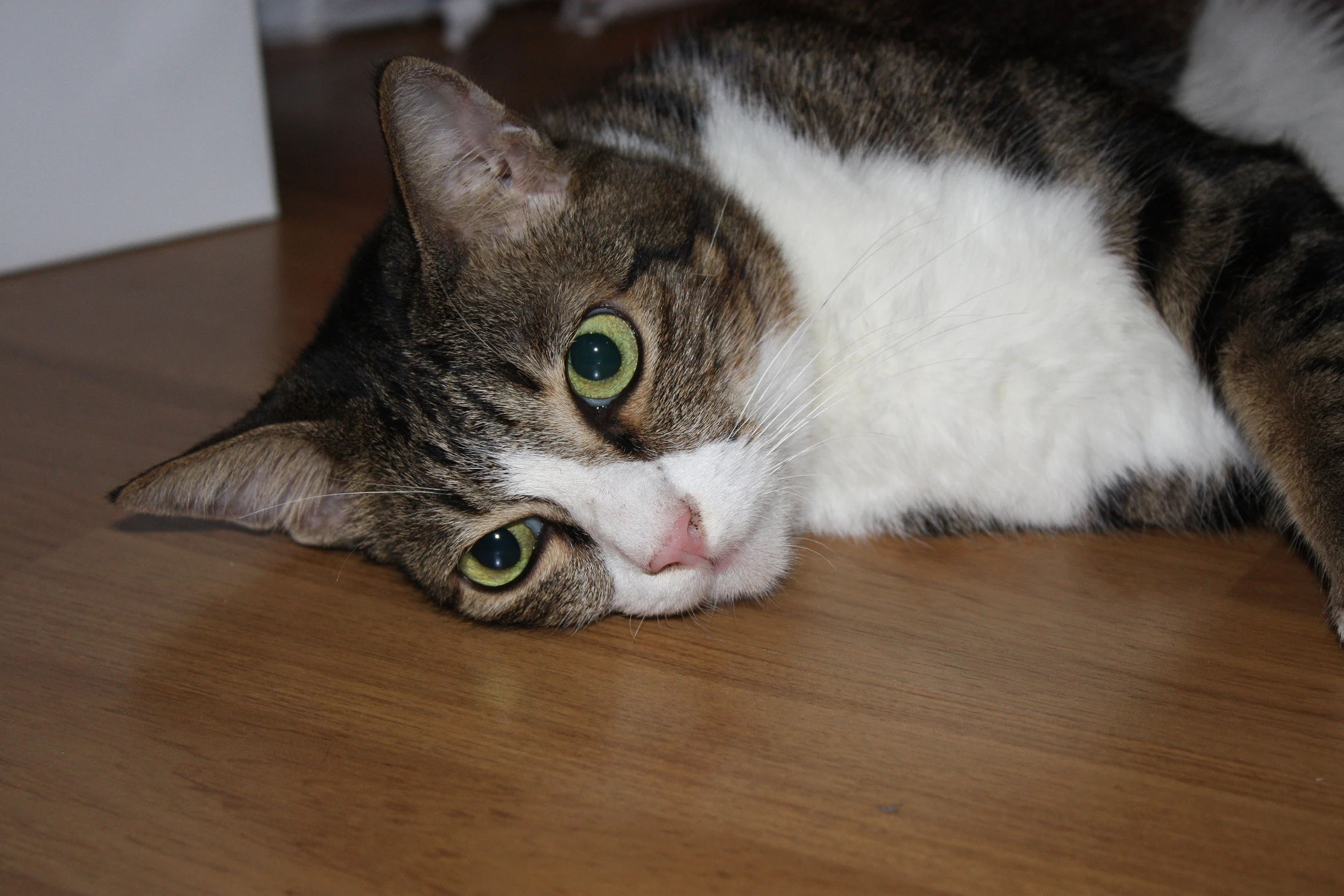 a calico cat is laying down on a table