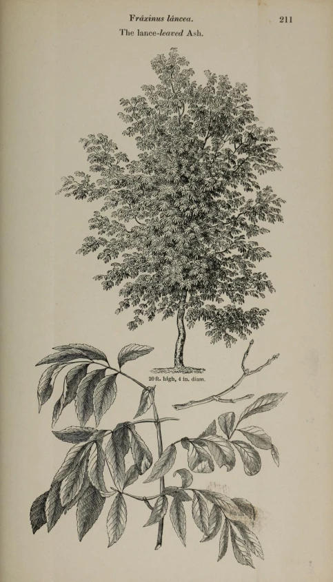 a black and white image of a leafy tree