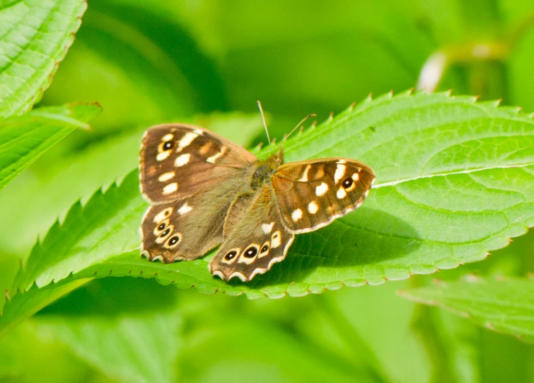 a brown erfly with tan spots sitting on top of a leaf