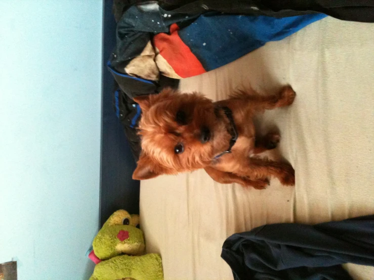 a brown dog laying on top of a bed