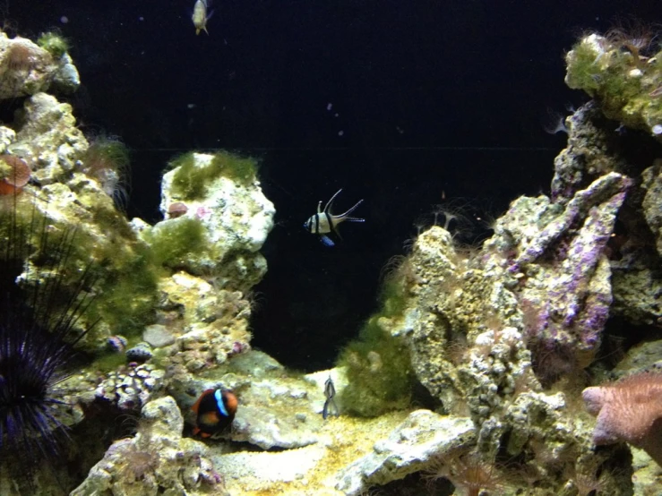 fish swim among algae and corals in an aquarium