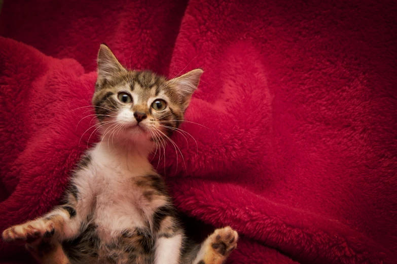 a cat sitting on a red blanket looking up at the camera